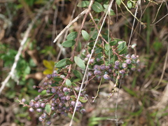 Vaccinium meridionale