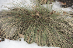 Festuca glauca