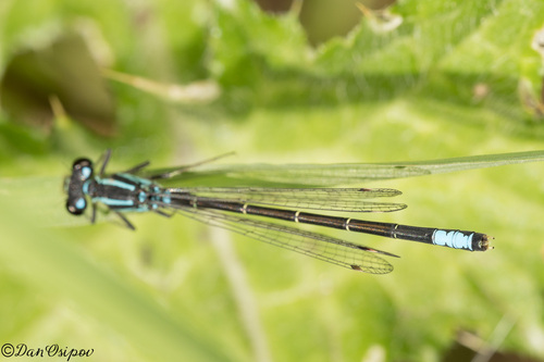Swift Forktail photo 3