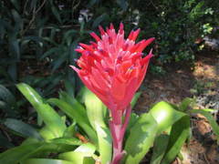 Billbergia pyramidalis