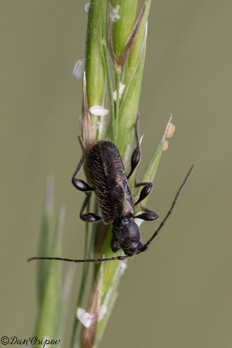 Phymatodes aeneus
