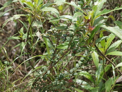 Vaccinium meridionale