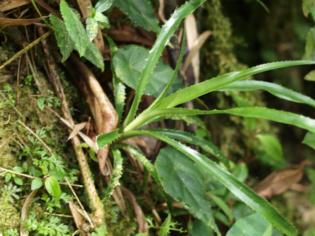 Greigia danielii