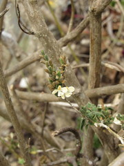 Henrya insularis