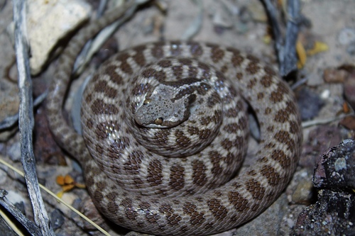 Chihuahuan Nightsnake