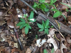 Cardamine concatenata