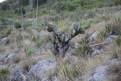 Opuntia