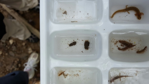 Uenoidae