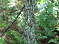 Ramalina sharpii