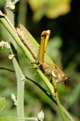 Coryacris angustipennis