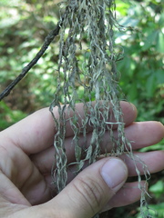 Ramalina sharpii