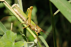 Coryacris angustipennis