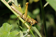 Coryacris angustipennis
