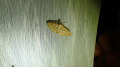 Polygrammodes eleuata