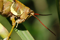 Coryacris angustipennis
