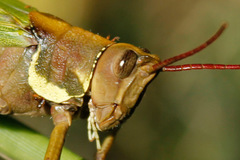 Coryacris angustipennis