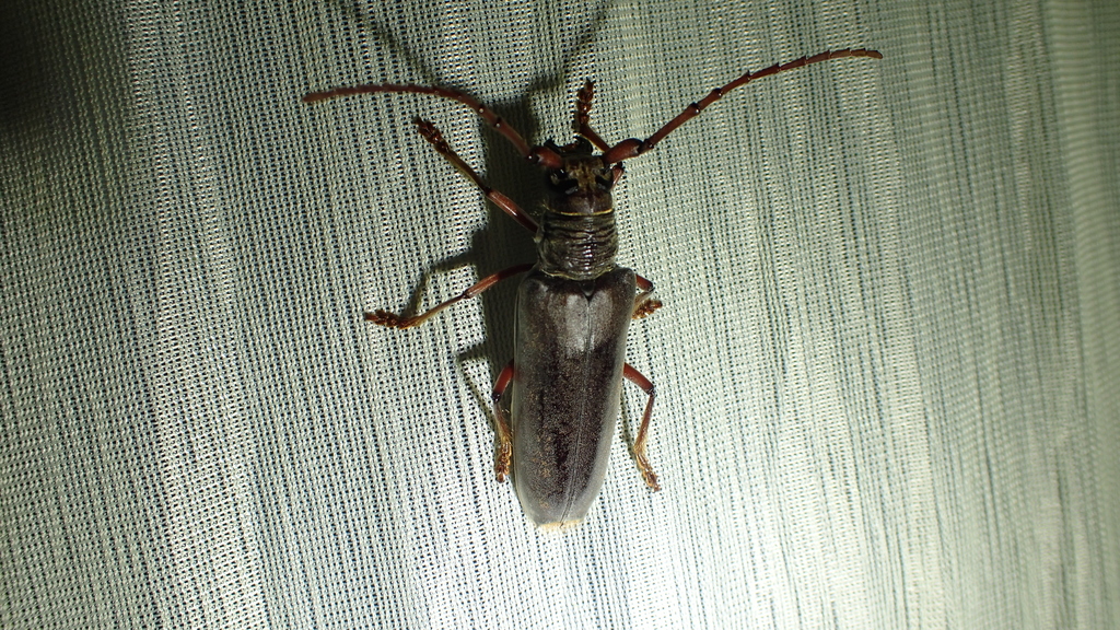 Hirtobrasilianus