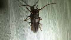 Hirtobrasilianus seabrai