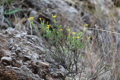 Chrysactinia mexicana