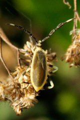 Holhymenia