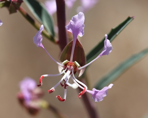Temblor Range Clarkia (Clarkia tembloriensis)
