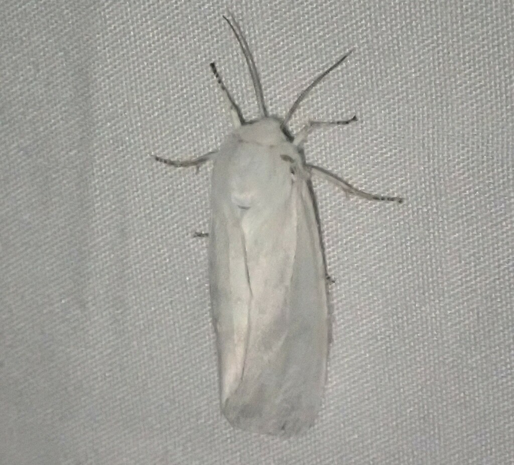 Fall Webworm Moth from Polk County, FL, USA on April 27, 2024 at 10:07 ...