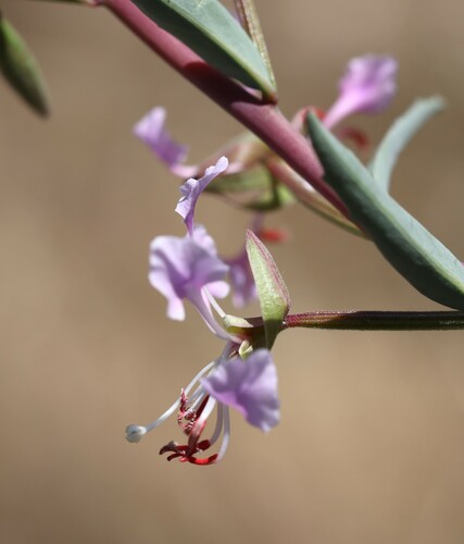 Image of Clarkia tembloriensis by (c) nmoorhatch, some rights reserved (CC BY)