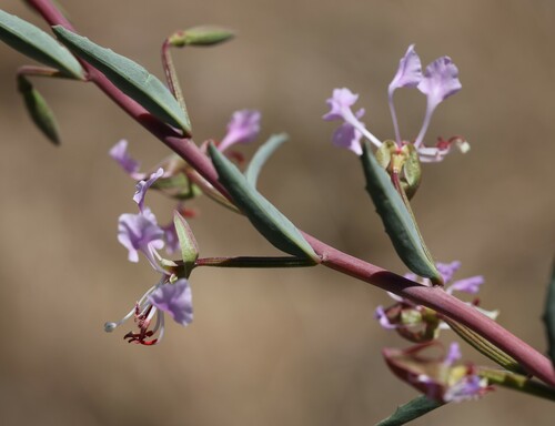 Image of Clarkia tembloriensis by (c) nmoorhatch, some rights reserved (CC BY)