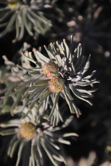 Leucospermum tomentosum