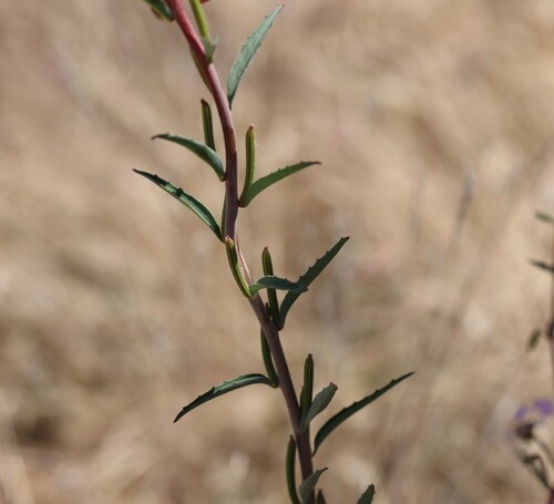 Image of Clarkia tembloriensis by (c) nmoorhatch, some rights reserved (CC BY)