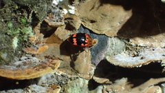 Iphiclus subsanguineus