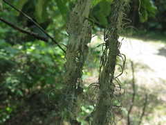 Ramalina sharpii