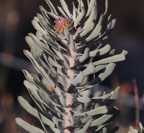 Image of Leucospermum tomentosum by (c) Tony Rebelo, some rights reserved (CC BY-SA)