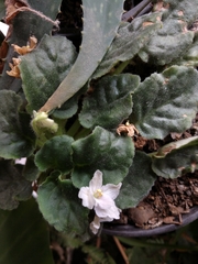 Streptocarpus ionanthus