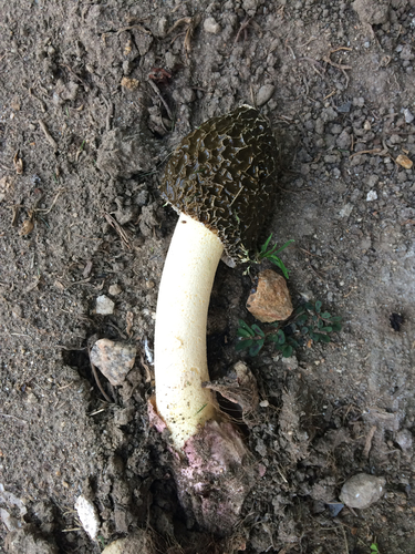 dune stinkhorn