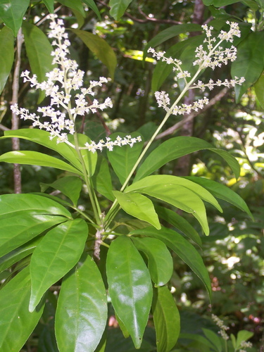 Euodia hortensis observed 2016-05-18