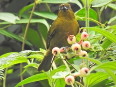 Yellow-Green Bush-Tanager photo 3