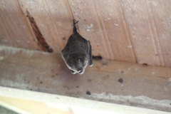 Pentagonia pinnatifida