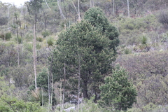 Pinus cembroides