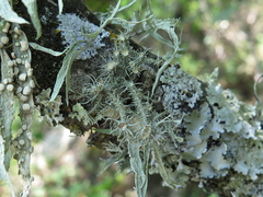 Usnea subelegans