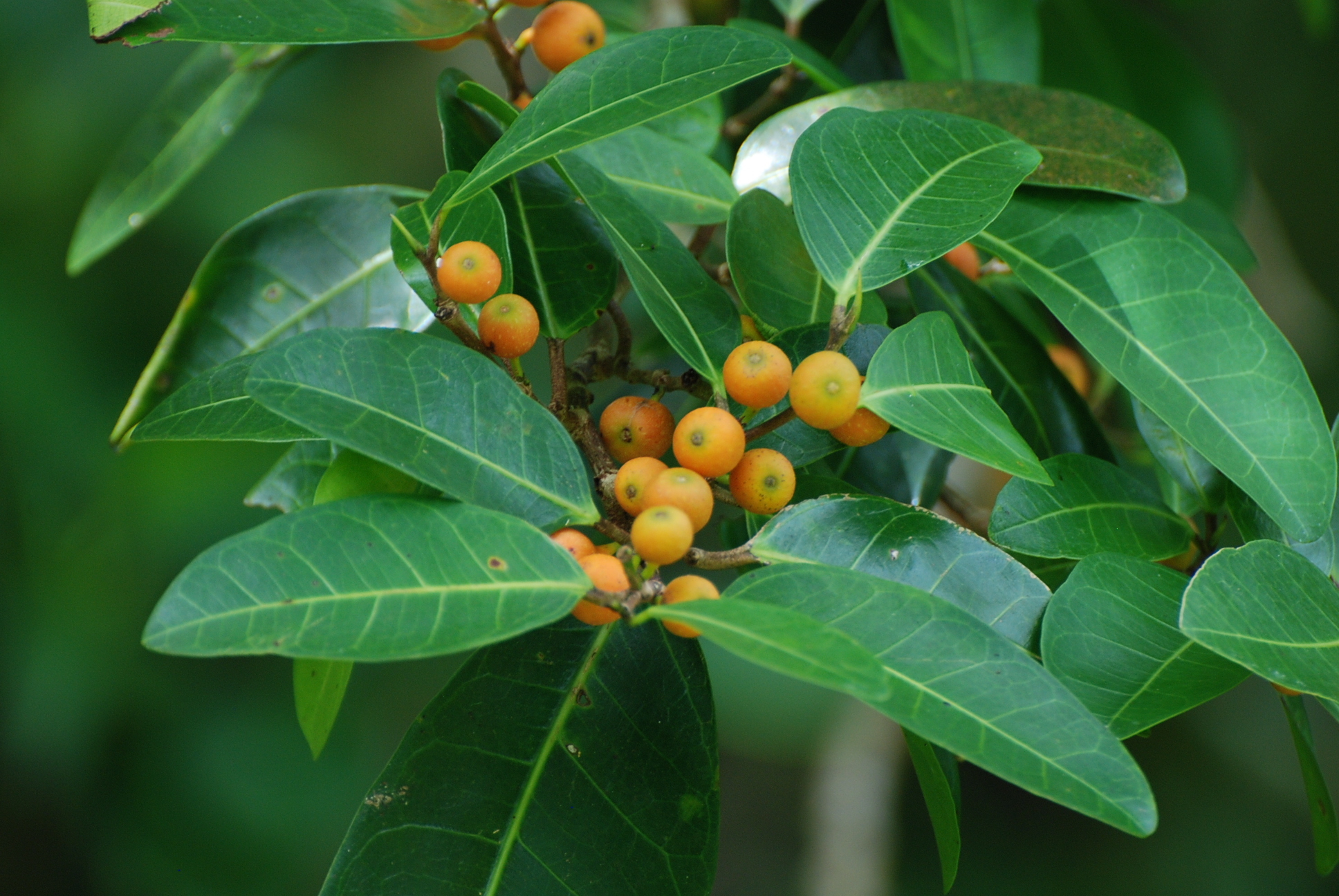 Ficus tinctoria