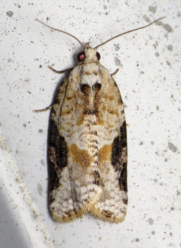 Gray-banded Leafroller Moth photo 4