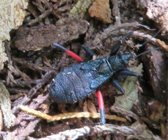 Microtomus purcis
