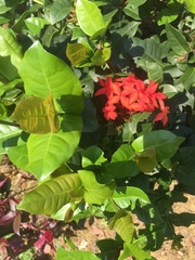Ixora