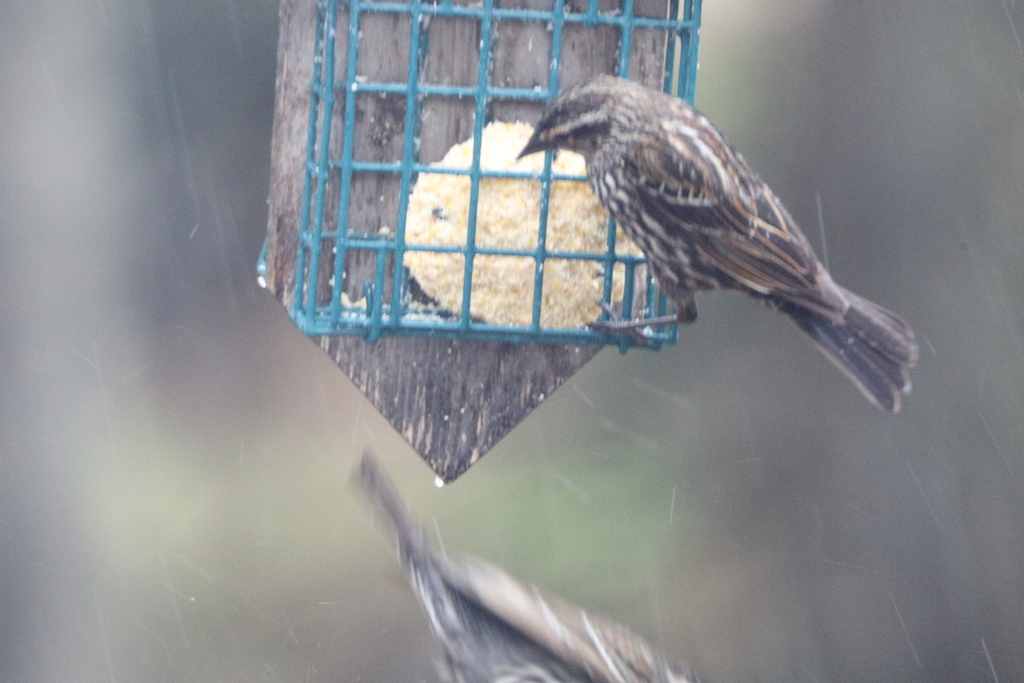 Red-winged Blackbird from Massey Acres on April 29, 2024 at 12:10 PM by ...