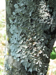 Pseudoparmelia uleana