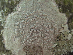 Pertusaria subpertusa