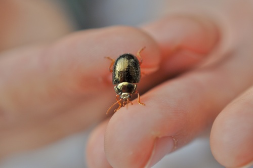 Bronze Beetle, MacKerricher State Park, Fort Bragg, CA, US, photo 10 of 10