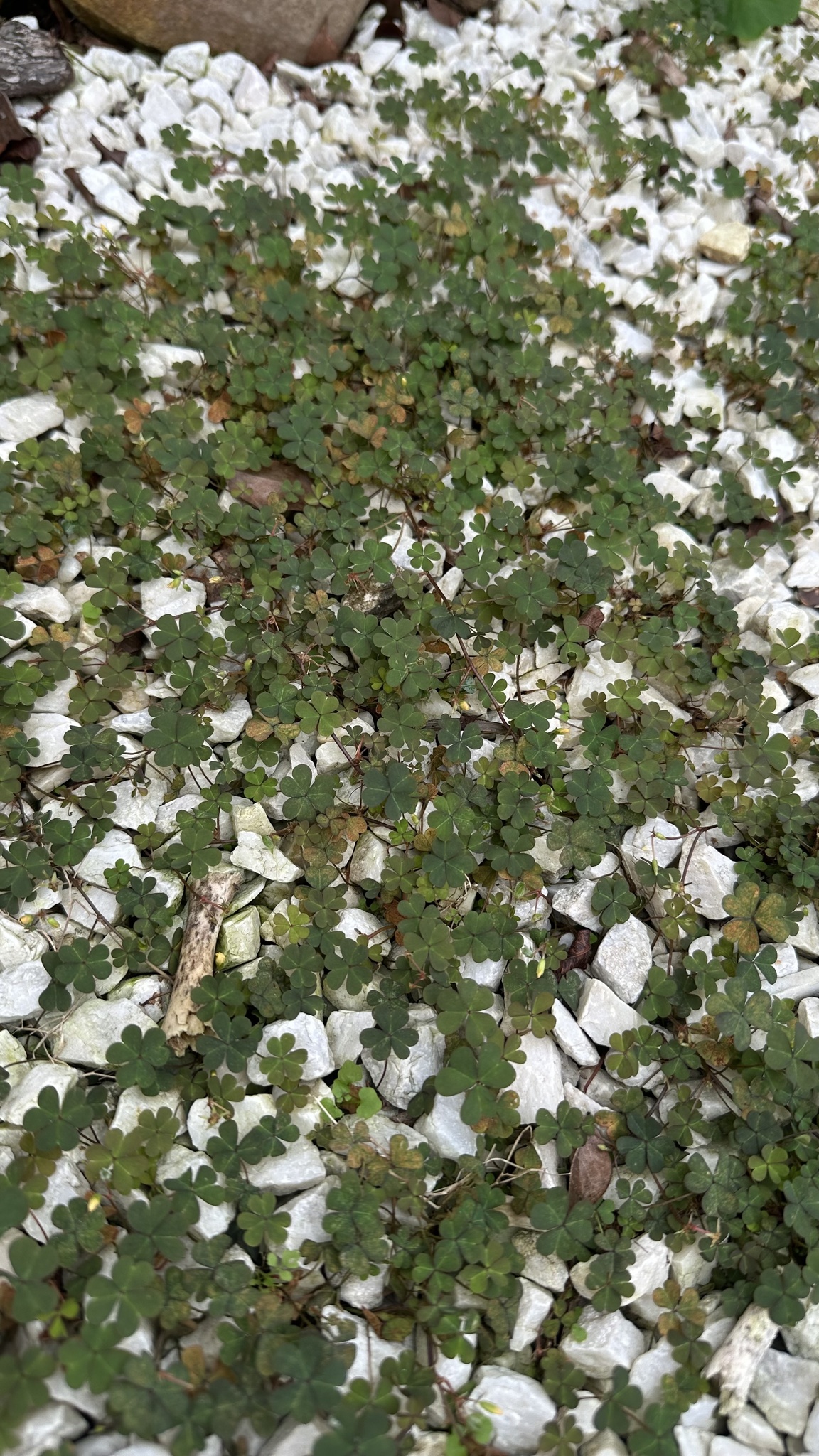 Oxalis corniculata