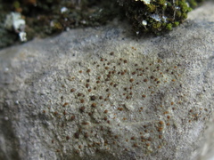 Protoblastenia incrustans